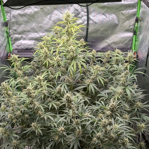 Skywalker x toof decay #2 growlog timeline photo