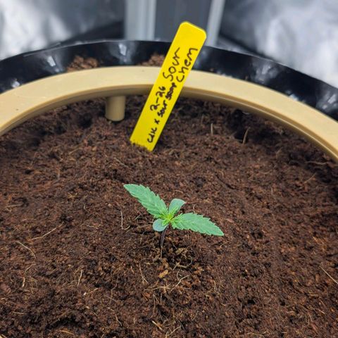 Sour chem  growlog timeline photo
