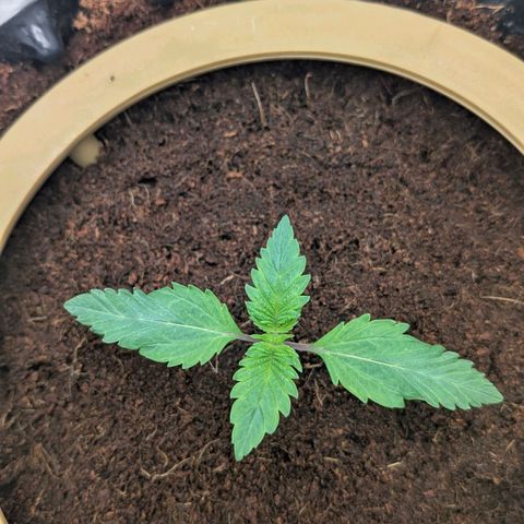 Sour chem  growlog photo: Day 11 