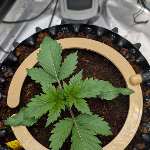 Sour chem  growlog photo: pH 6.1.    EC 1.9 