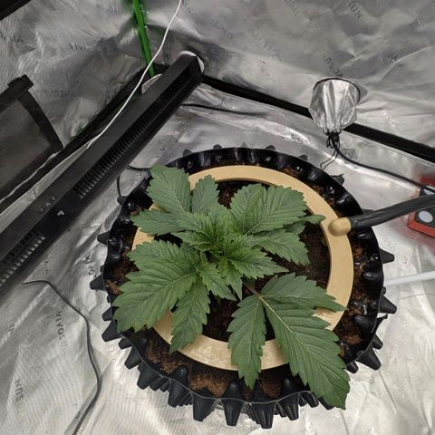 Sour chem  growlog timeline photo