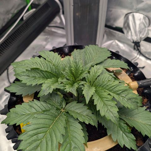 Sour chem  growlog timeline photo