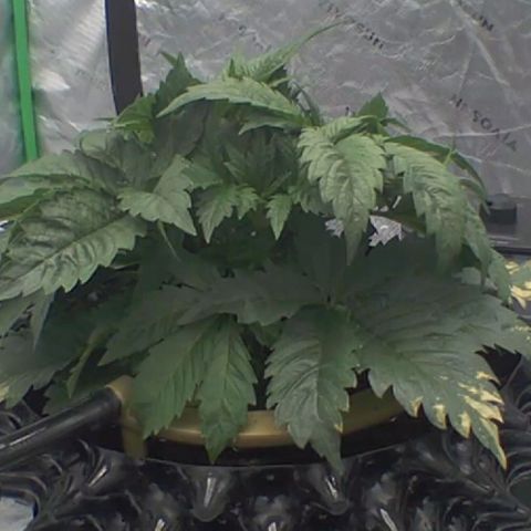 Sour chem  growlog timeline photo