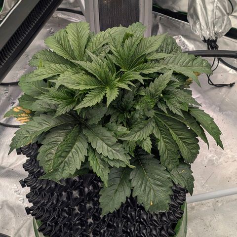Sour chem  growlog timeline photo