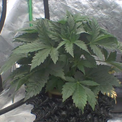 Sour chem  growlog timeline photo