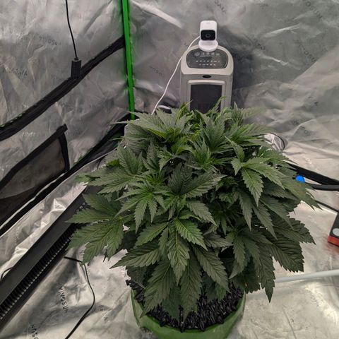 Sour chem  growlog timeline photo