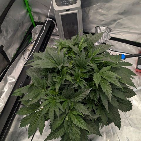 Sour chem  growlog timeline photo