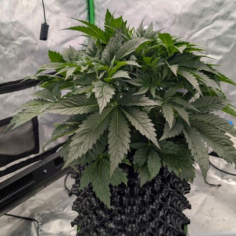 Sour chem  growlog timeline photo