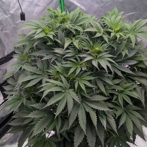 Sour chem  growlog timeline photo
