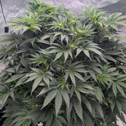 Sour chem  growlog timeline photo