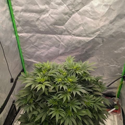 Sour chem  growlog timeline photo