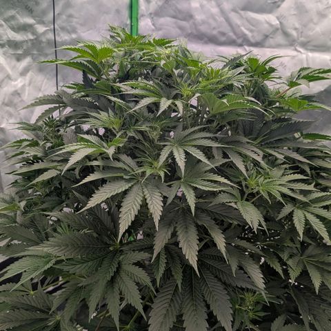 Sour chem  growlog timeline photo