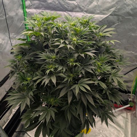 Sour chem  growlog timeline photo