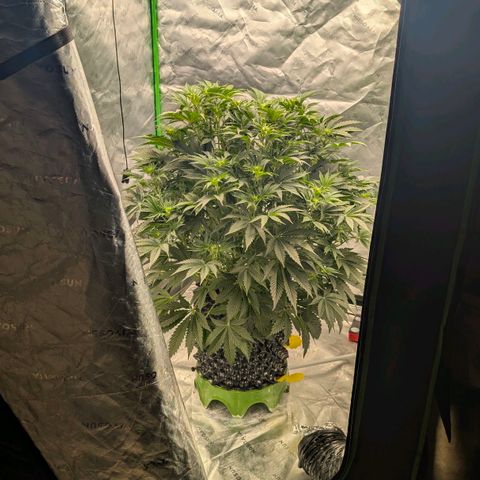 Sour chem  growlog timeline photo