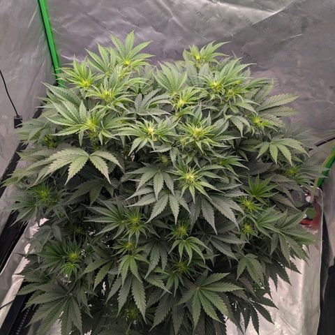 Sour chem  growlog timeline photo