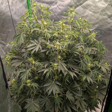 Sour chem  growlog timeline photo