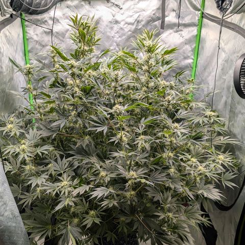 Sour chem  growlog timeline photo