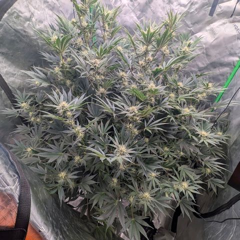Sour chem  growlog timeline photo