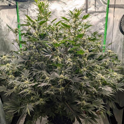 Sour chem  growlog timeline photo