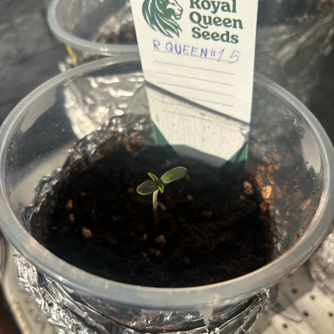 Special Queen #1 growlog photo: Dia de apagon