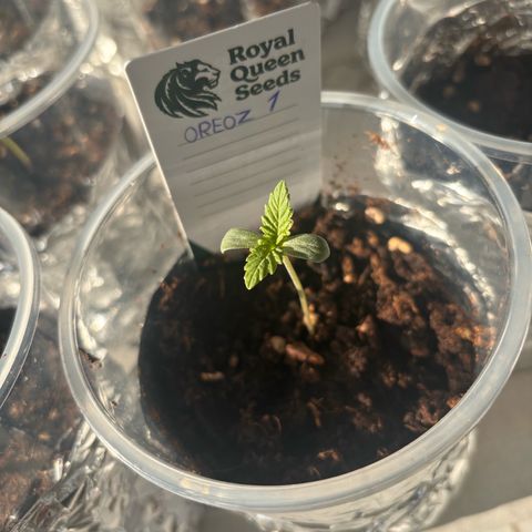 Oreoz growlog photo: Dia de apagon
