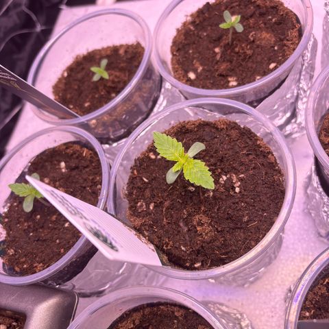 Oreoz growlog timeline photo