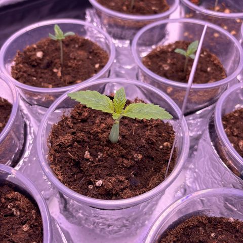 Oreoz growlog timeline photo