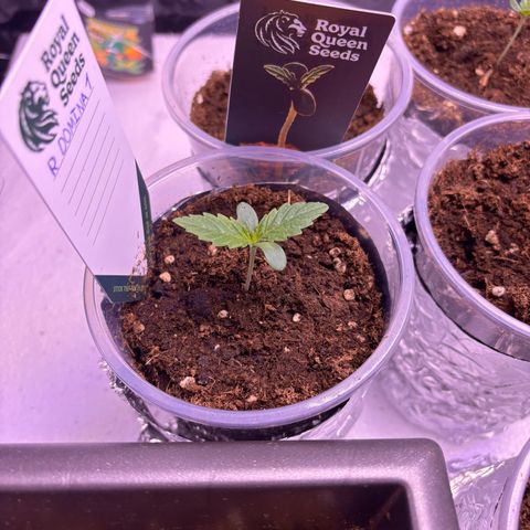 Royal Domina growlog timeline photo