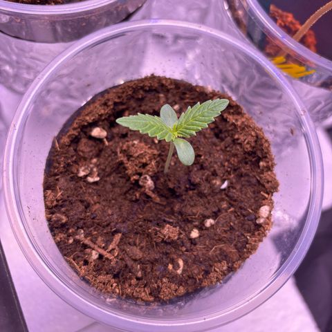 Special Queen #1 growlog timeline photo