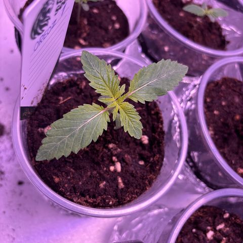 Oreoz growlog timeline photo