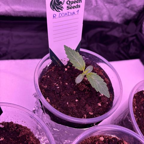 Royal Domina growlog timeline photo