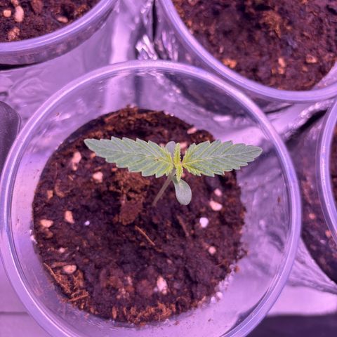 Special Queen #1 growlog timeline photo