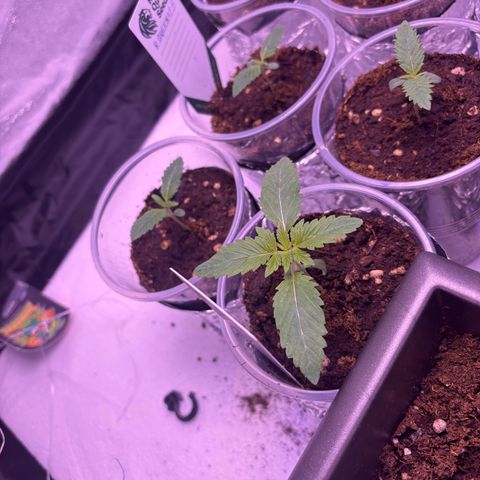 Oreoz growlog timeline photo