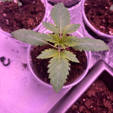 Oreoz growlog timeline photo