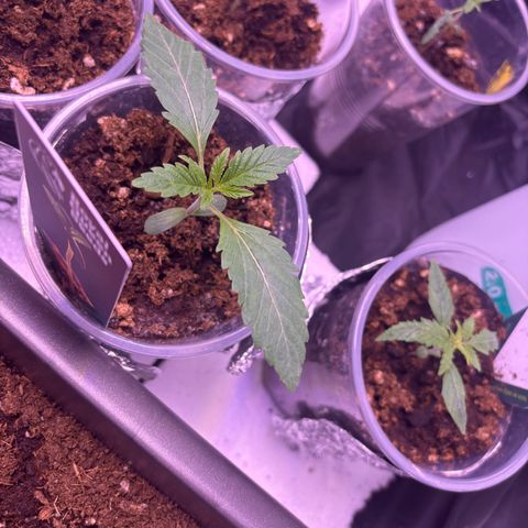 Royal Domina growlog timeline photo