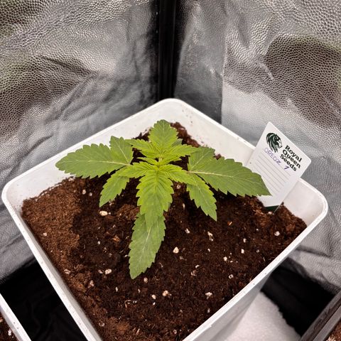 Oreoz growlog timeline photo