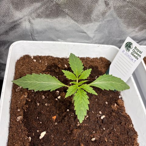 Royal Domina growlog timeline photo