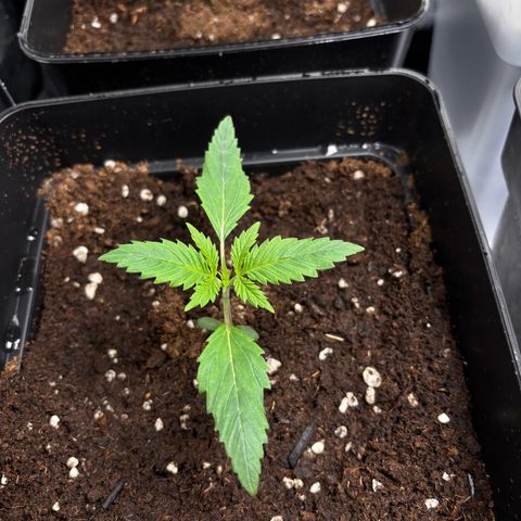 Special Queen #1 growlog timeline photo