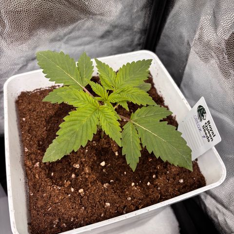 Oreoz growlog timeline photo