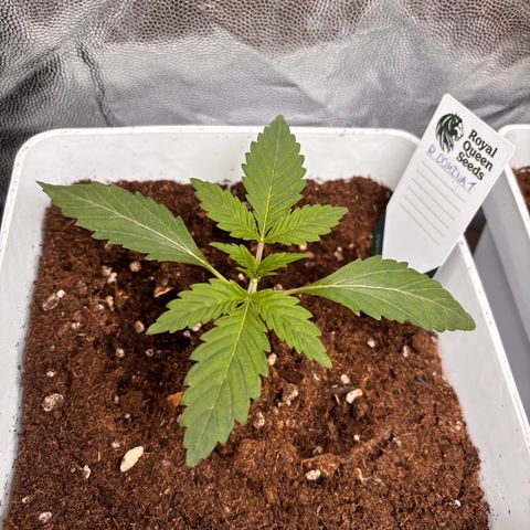 Royal Domina growlog timeline photo