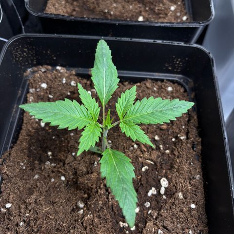 Special Queen #1 growlog timeline photo