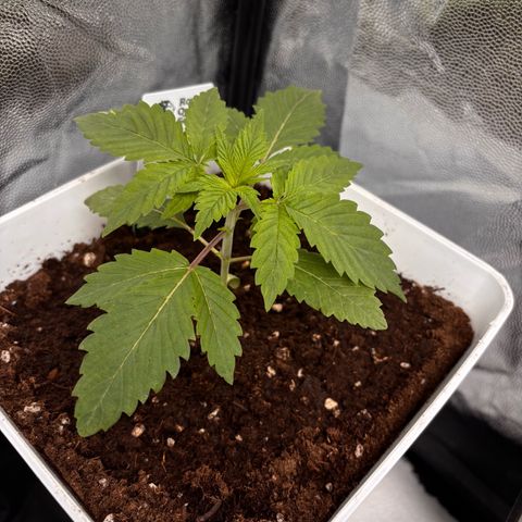 Oreoz growlog timeline photo