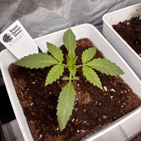Royal Domina growlog timeline photo