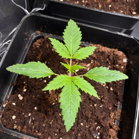 Special Queen #1 growlog timeline photo