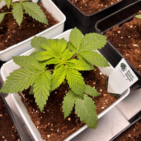 Oreoz growlog timeline photo