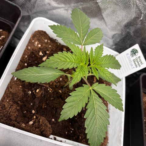 Royal Domina growlog timeline photo