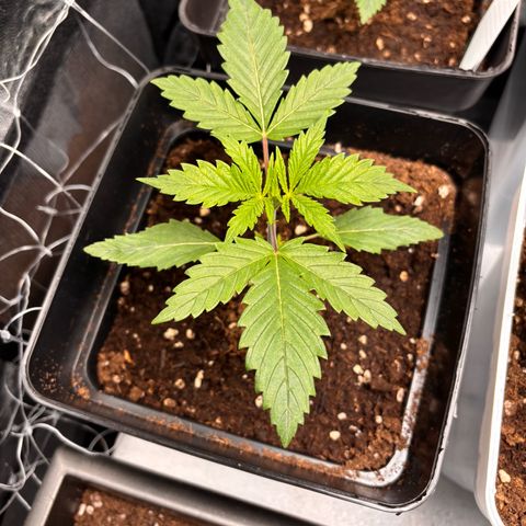 Special Queen #1 growlog timeline photo