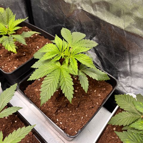 Special Queen #1 growlog timeline photo