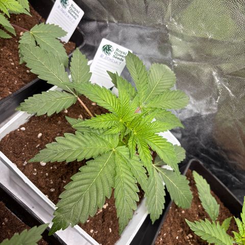 Royal Domina growlog timeline photo