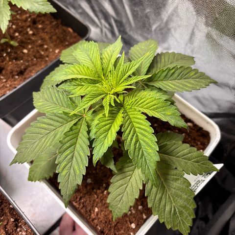 Oreoz growlog timeline photo